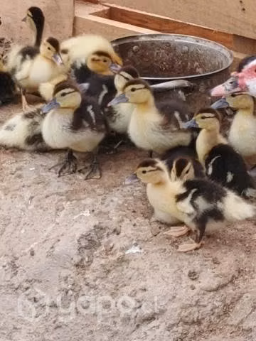 Aves - Imagen 3