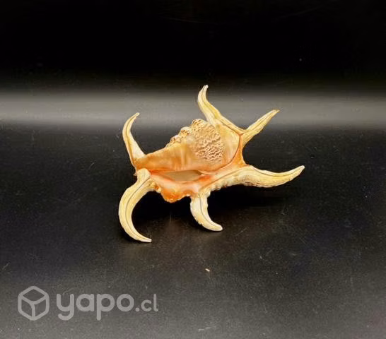 Concha Harpago chiragra