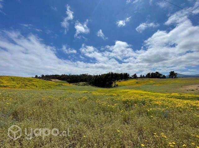 Sitio en Condominio Maitencillo - Imagen 8