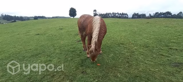 Belga nuevo