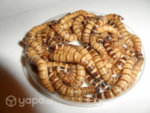 Zophobas larva vivas 18g - Imagen 2
