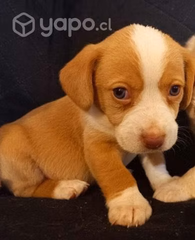 Se regalan cachorritos