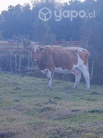 Lote animales