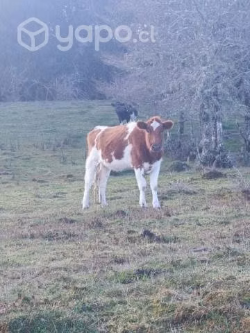 Lote animales