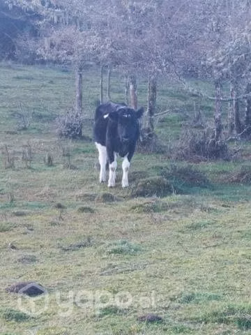 Lote animales