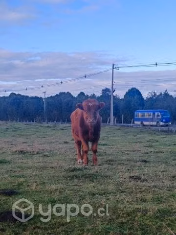 Lote animales