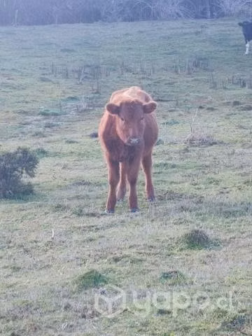 Lote animales