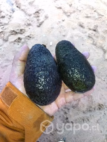 Palta hass chilena