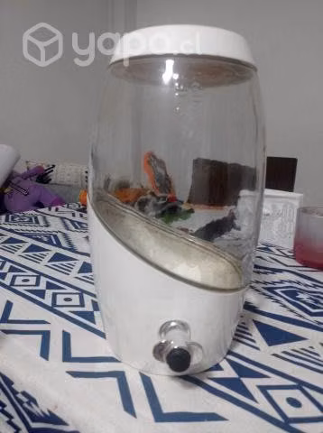 Jarron para combucha