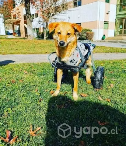Carros ortopédicos - Imagen 2