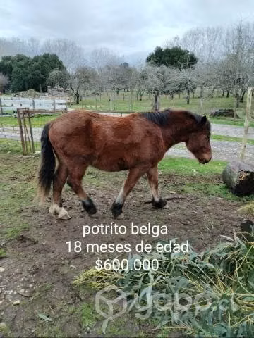 Potranca preñada y potrillos