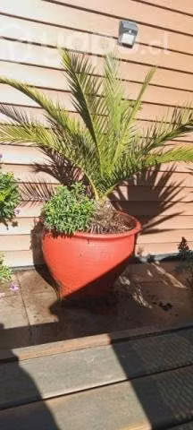 Hermosa palmera