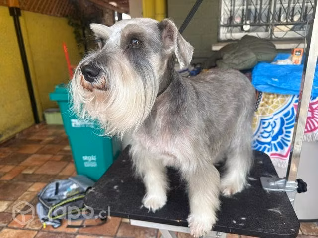 Peluquería canina a domicilio