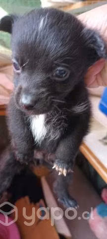 Regalo perritos bebe