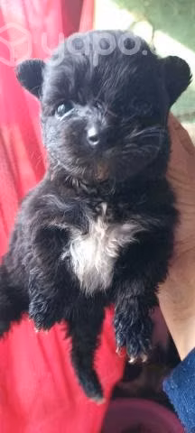 Regalo perritos bebe