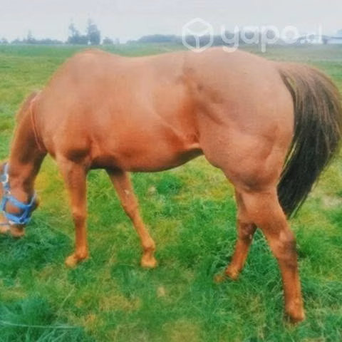 Caballo