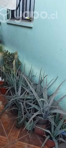 Planta Aloe Vera