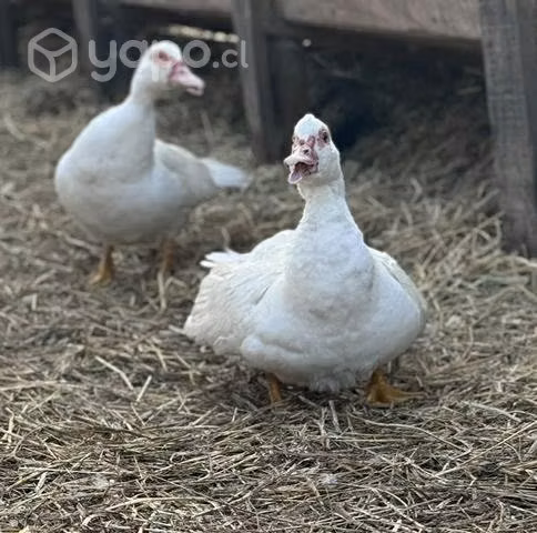 Pato ganso - Imagen 4