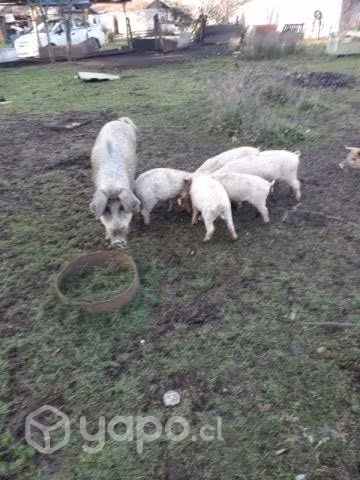 Cerdo y cerditos