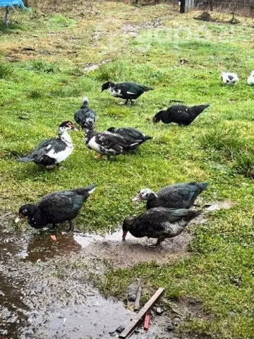 Patos mudos