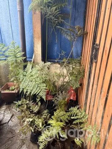tipos de helechos y plantas de murta - Imagen 4