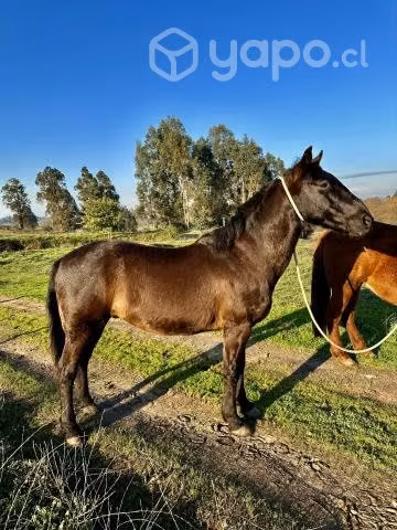 Caballo negro castrado inscrito