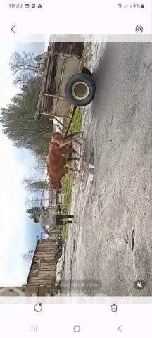 Yunta de novillos mansos - Imagen 3