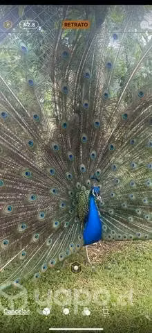 Pavos reales color azul