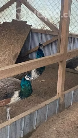 Pavos reales color azul