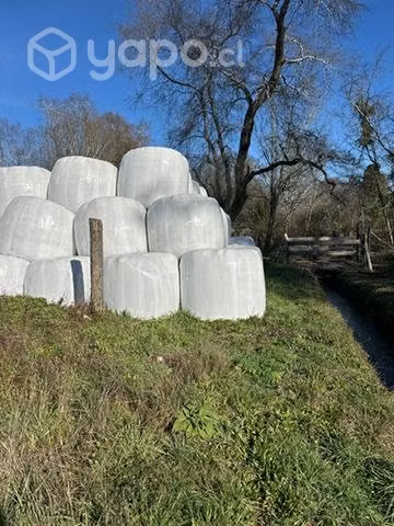 Bolos de silo de ballica