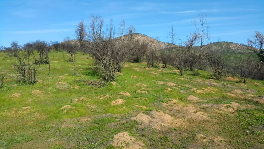 Peñablanca, Sector los Maitenes - Imagen 3
