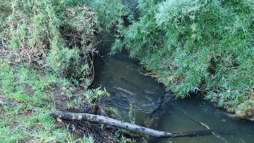 Parcela PARCELAS CON ESTERO SECTOR LIPINGUE