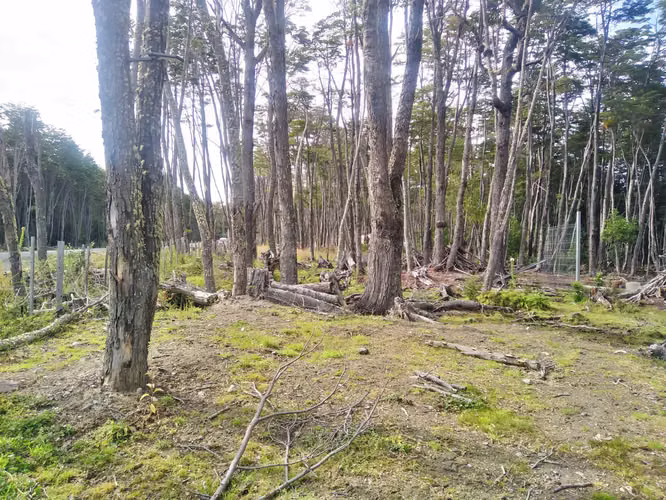 PARCELA EN SENO OBSTRUCCION NATALES