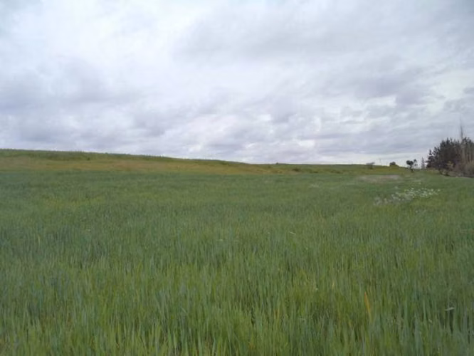 HUIMEO, LONGAVÍ