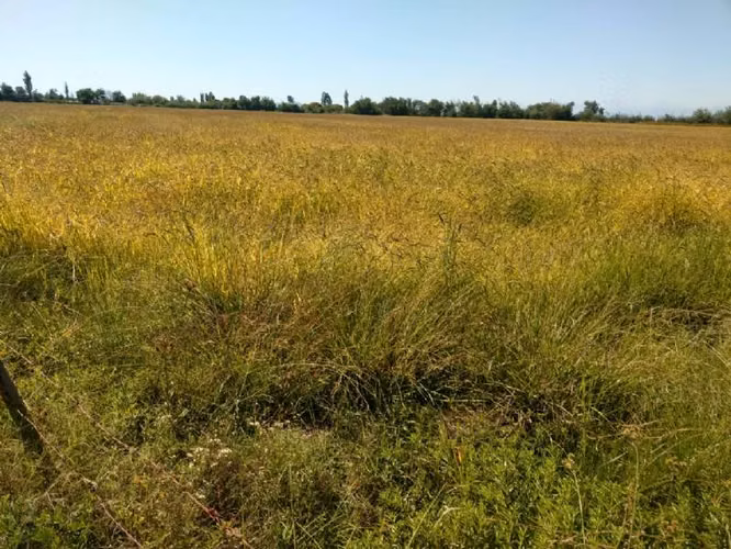 HUIMEO, LONGAVÍ