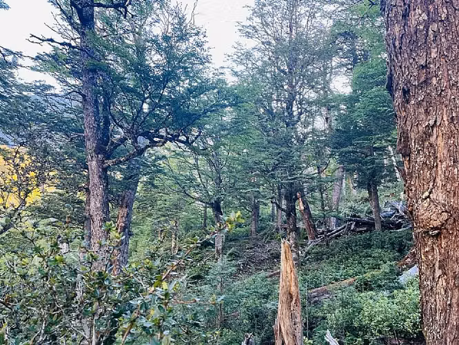 SECTOR EMPERADOR GUILLERMO 55,5 HA