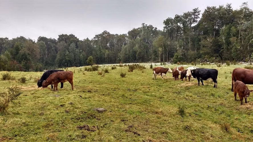 AGRICOLA palomar
