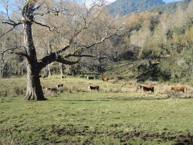 AGRICOLA Futrono
