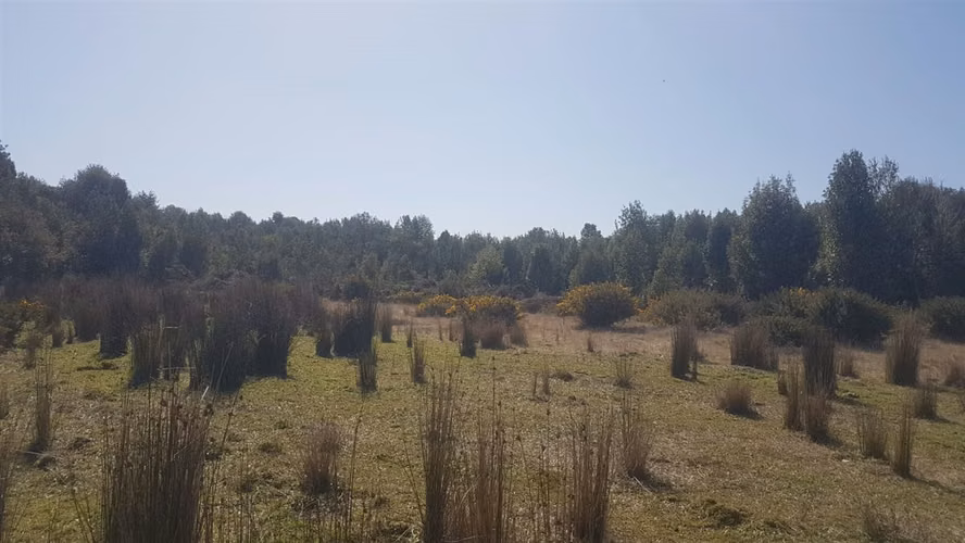 AGRICOLA Sector Punahuel
