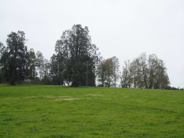 AGRICOLA Paillaco