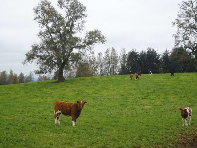 AGRICOLA Paillaco