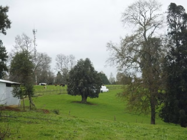 AGRICOLA Paillaco