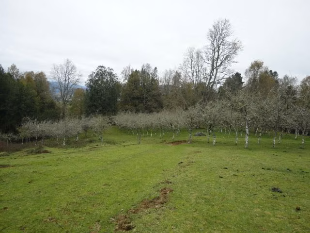 AGRICOLA Paillaco