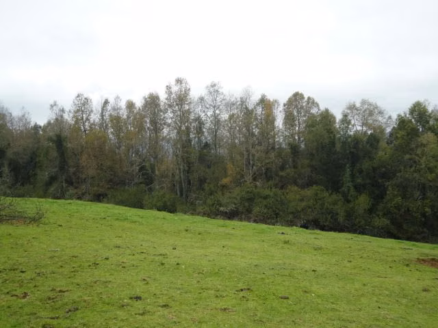 AGRICOLA Paillaco