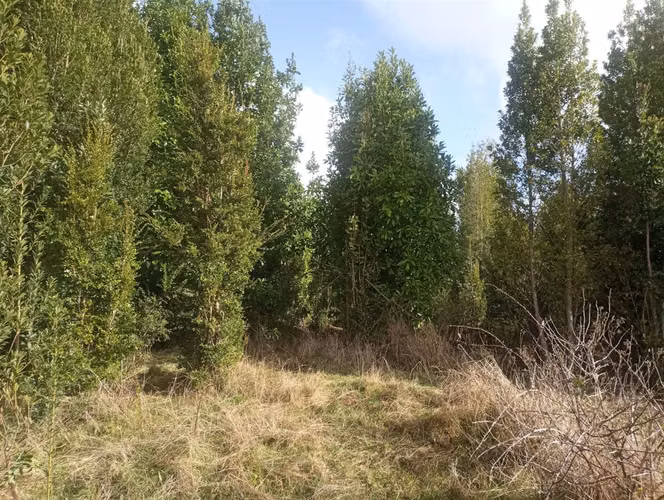 PARCELA Bosques de Coipomo