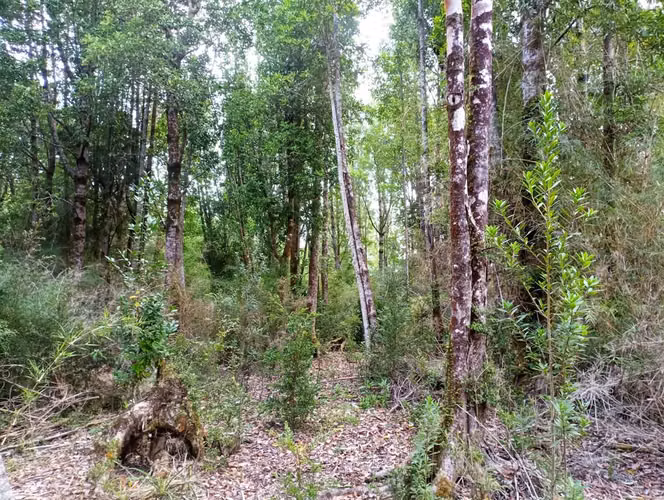PARCELA Bosques de Coipomo