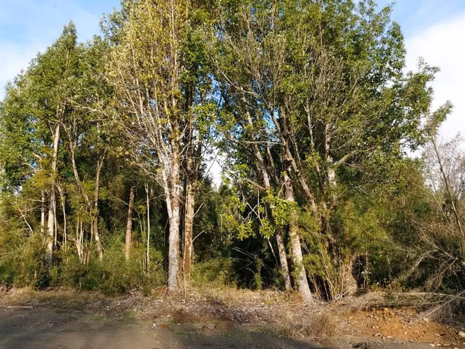 PARCELA Bosques de Coipomo