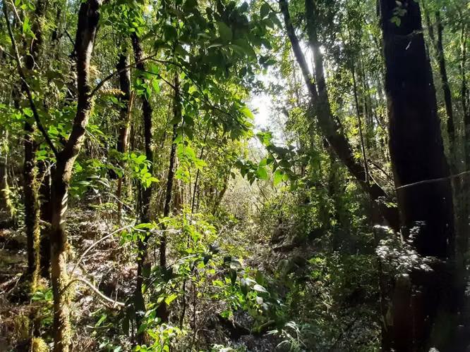 PARCELA Bosques de Coipomo