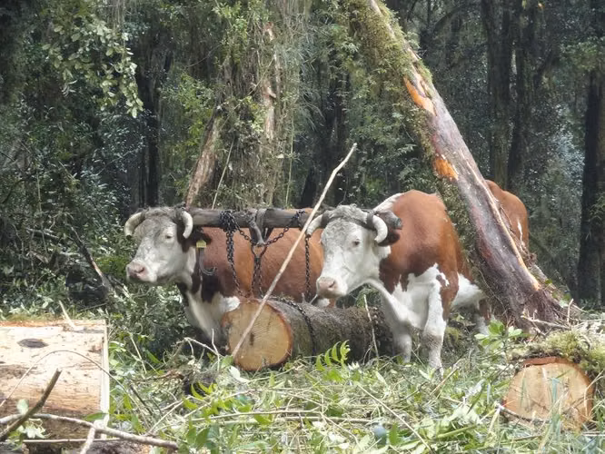 AGRICOLA Fundo San José