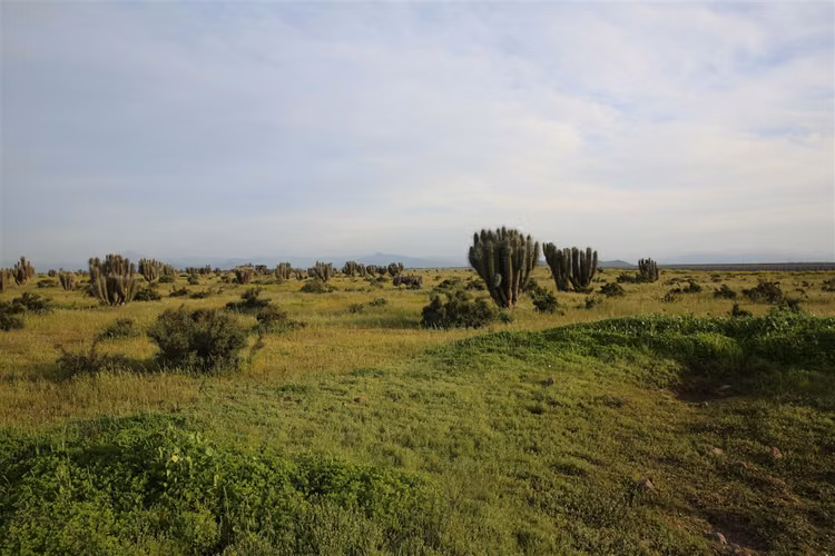 AGRICOLA Ruta-45